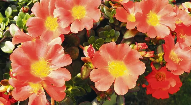 Diese Blumen bieten auch etwas für Insekten