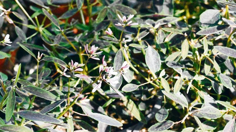 Diese Blumen bieten auch etwas für Insekten