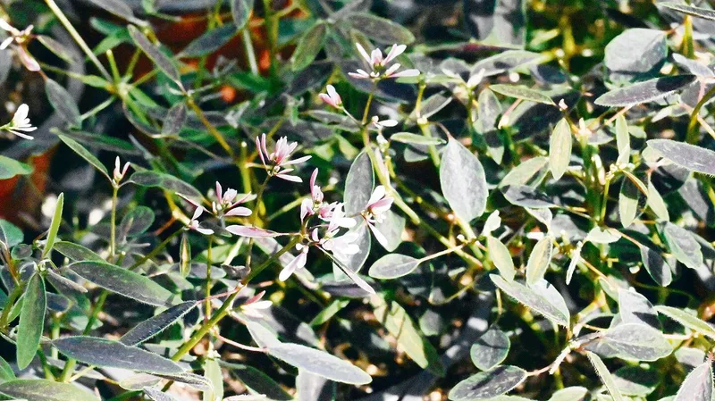 Diese Blumen bieten auch etwas für Insekten