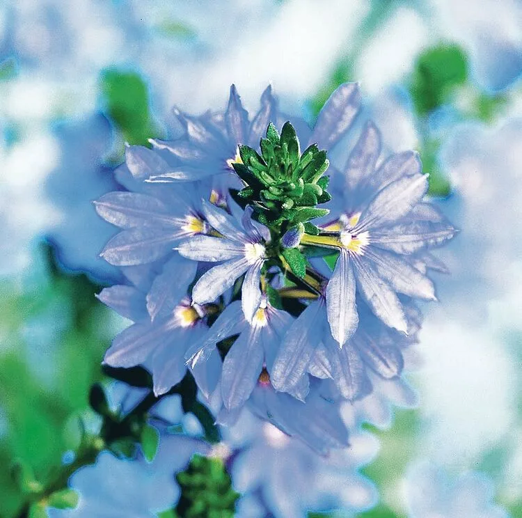 Diese Blumen bieten auch etwas für Insekten