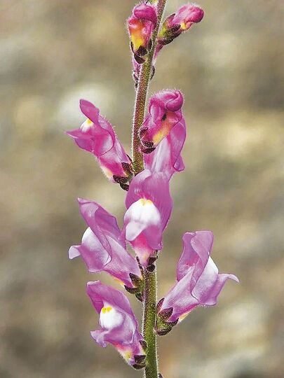 Diese Blumen bieten auch etwas für Insekten