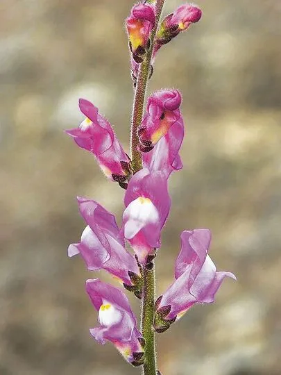 Diese Blumen bieten auch etwas für Insekten