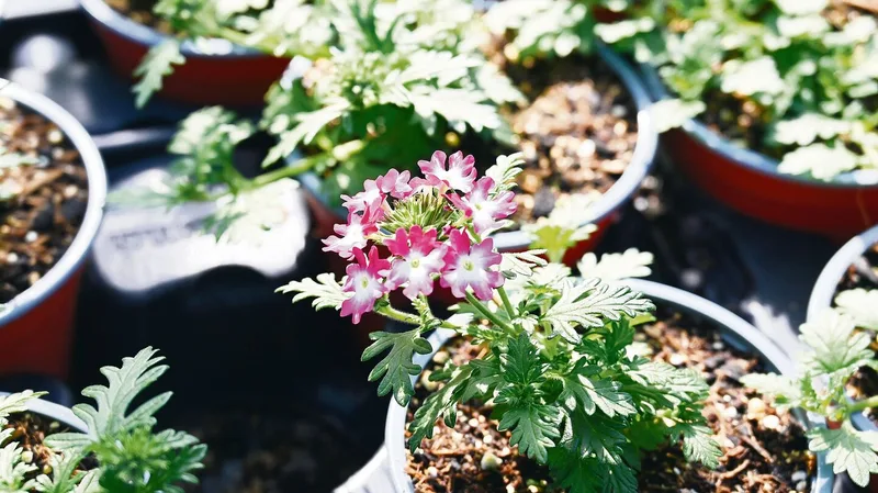Diese Blumen bieten auch etwas für Insekten