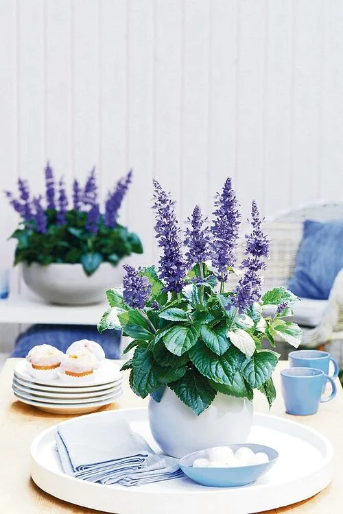 Diese Blumen bieten auch etwas für Insekten