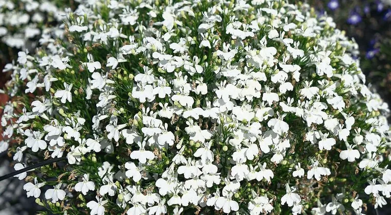 Diese Blumen bieten auch etwas für Insekten