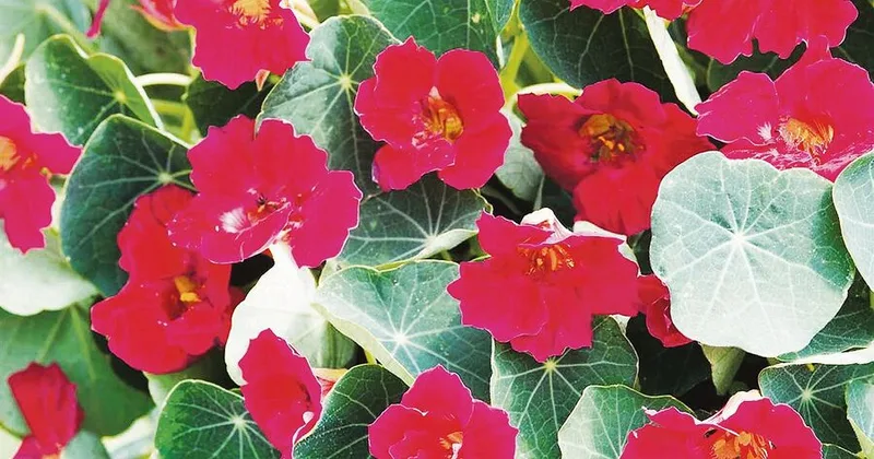 Diese Blumen bieten auch etwas für Insekten