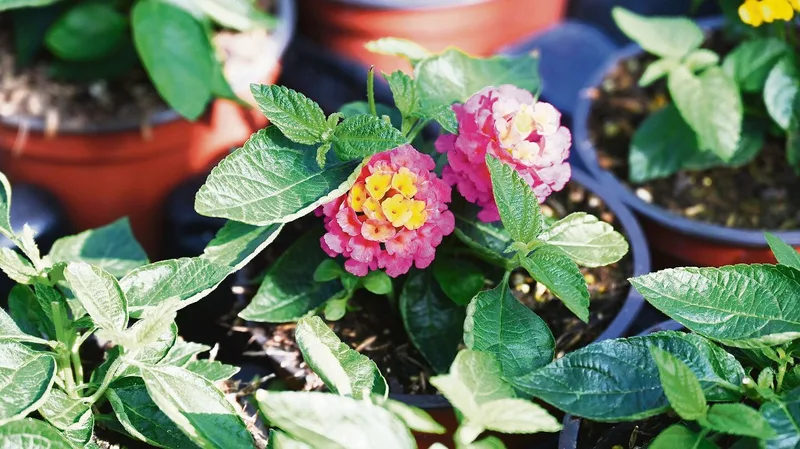 Diese Blumen bieten auch etwas für Insekten
