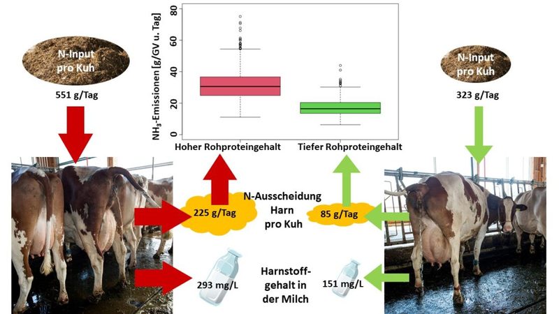 Die Fütterung, Wind und Temperatur beeinflussen Ammoniakemissionen