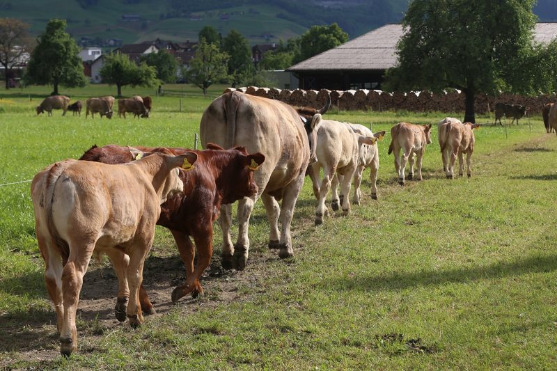 Melanie Pfyl ist Nebenerwerbslandwirtin und Buchhalterin