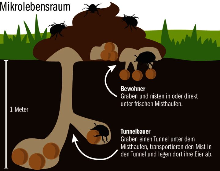 Mistkäfer sind Helden im Fladen: Warum man ihnen helfen sollte
