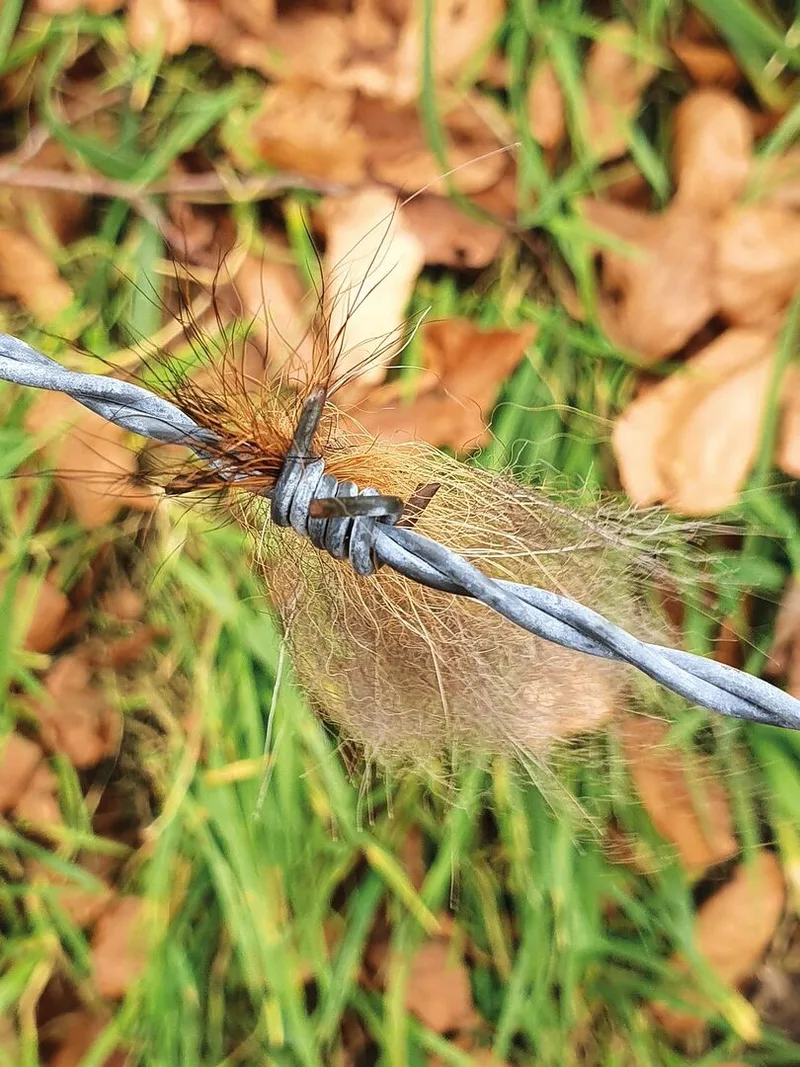 In einem Stacheldrahtzaun hängt ein Fellfetzen.