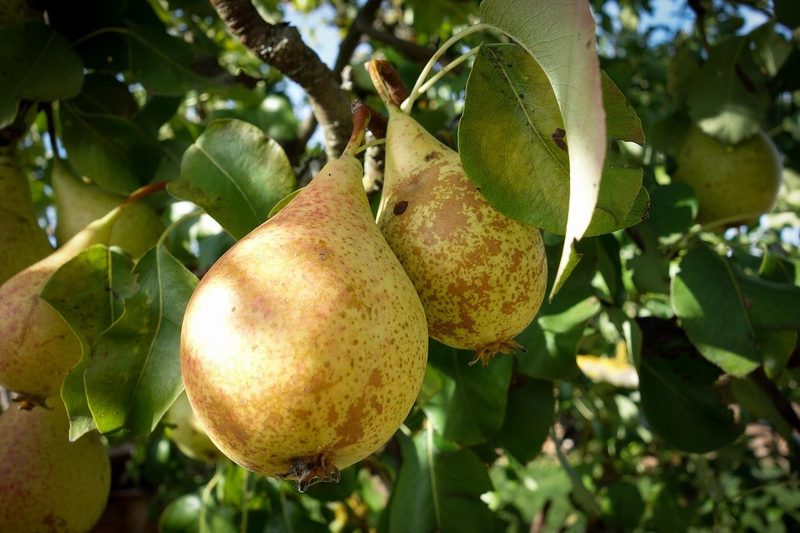 Süssen ohne Kristallzucker: Es geht auch schweizerischer als mit Reissirup