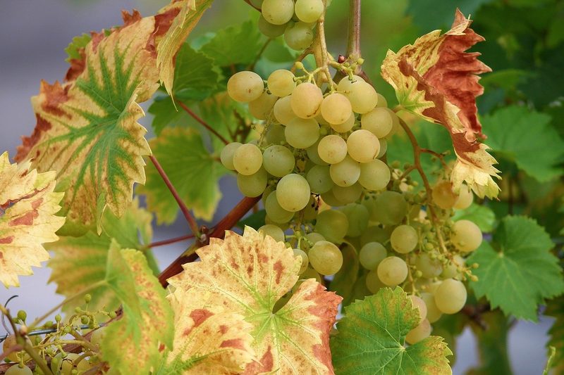 Süssen ohne Kristallzucker: Es geht auch schweizerischer als mit Reissirup