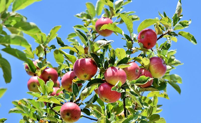 Süssen ohne Kristallzucker: Es geht auch schweizerischer als mit Reissirup