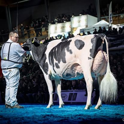 Österreichische Kuh wird Schweizer Holstein-Nationalsiegerin – Bei den roten Kühen triumphiert eine Rubels-Tochter