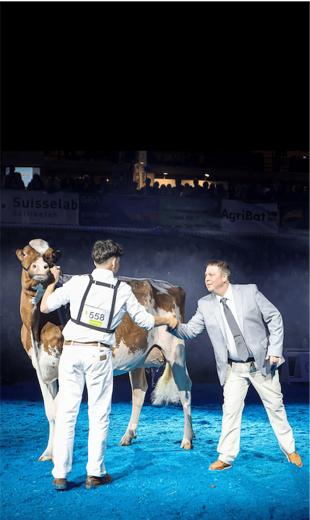 Österreichische Kuh wird Schweizer Holstein-Nationalsiegerin – Bei den roten Kühen triumphiert eine Rubels-Tochter