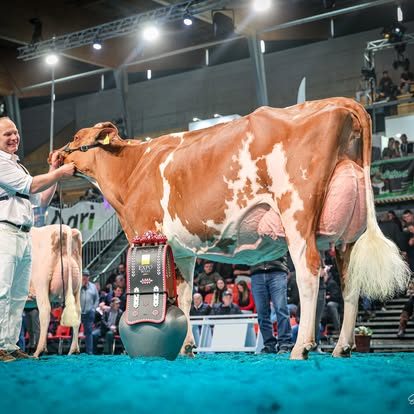 Österreichische Kuh wird Schweizer Holstein-Nationalsiegerin – Bei den roten Kühen triumphiert eine Rubels-Tochter