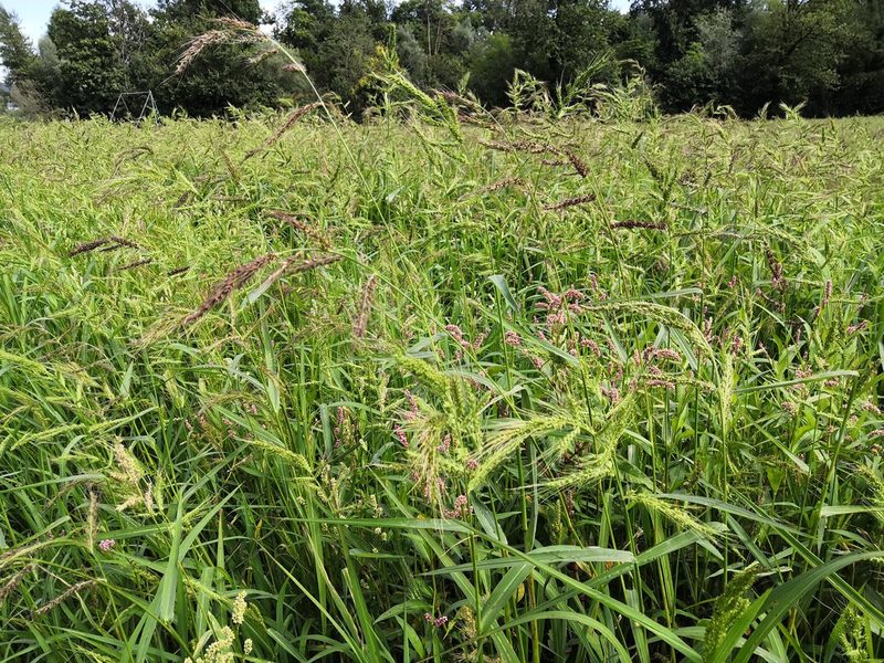 Reisanbau zugunsten der Natur