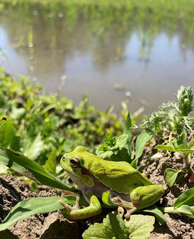 Reisanbau zugunsten der Natur