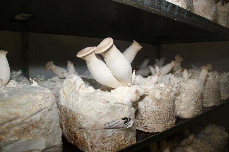 Jeder zweite Pilz wird in der Schweiz produziert
