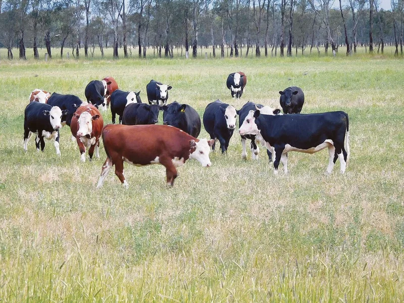 Eine Viking-Holstein-Züchtung hat sich als ideal für den Betrieb der Familie erwiesen.