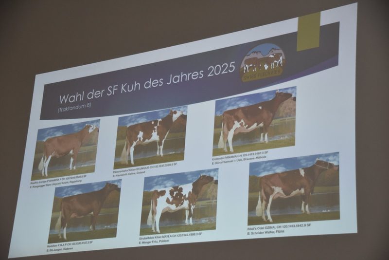 Die Kuh Umberto Panama wird SF-Kuh des Jahres