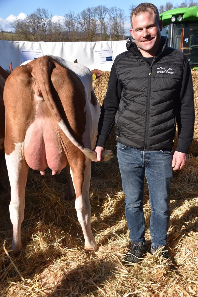 Die Kuh Umberto Panama wird SF-Kuh des Jahres