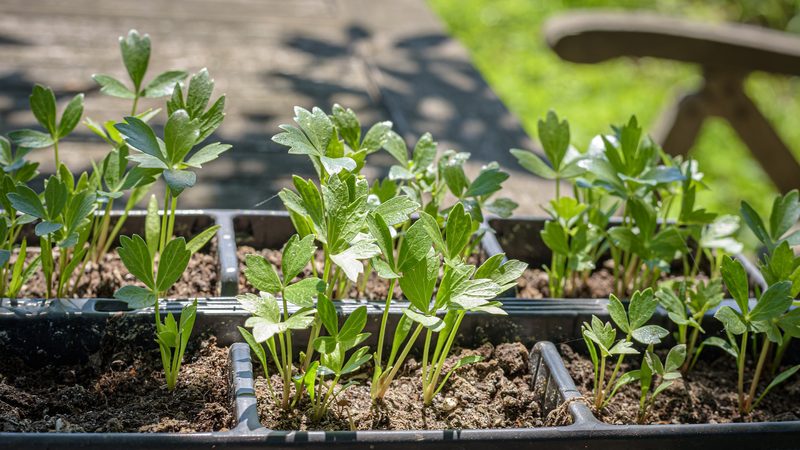 Saison: Liebstöckel – Kraut, das nach Maggi schmeckt