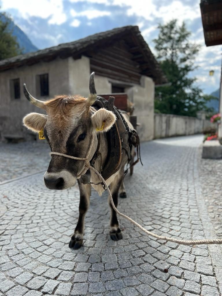 Wie eine Kuh aus dem Emmental zum Filmstar wurde