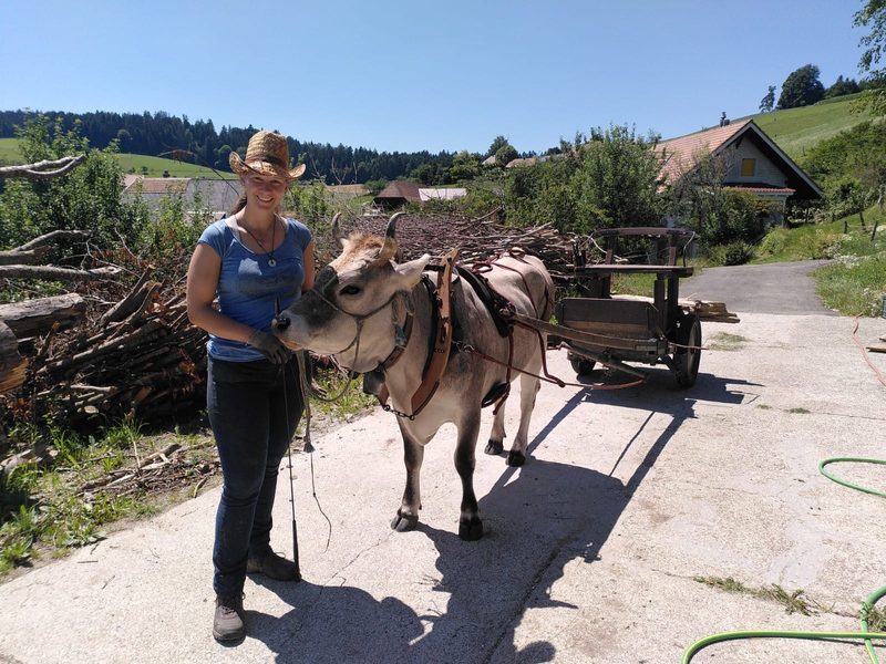 Wie eine Kuh aus dem Emmental zum Filmstar wurde