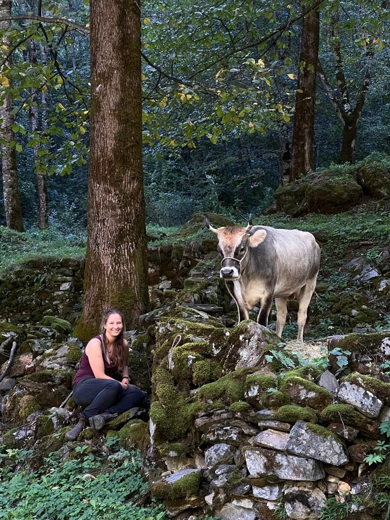 Wie eine Kuh aus dem Emmental zum Filmstar wurde