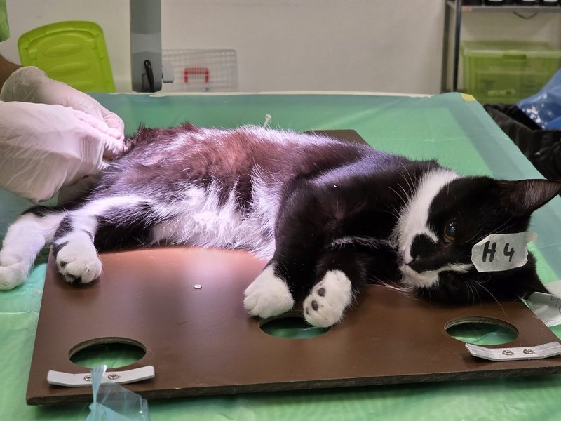 Verwilderte Katzen auf Bauernhöfen – was tun?