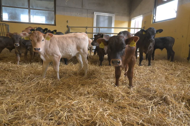 Der Landwirt hat zwei Buchten à je 25 Kälber im Rein-Raus-Verfahren.