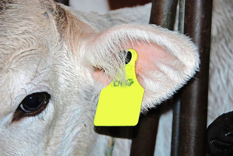 99 Prozent der Betriebe mit Rindvieh sind in der Schweiz frei von Boviner Virus-Diarrhoe (BVD). Nach einer zweijährigen Übergangsphase sollten alle Rinderhaltungen «BVD-frei» sein, sodass der Tierverkehr uneingeschränkt möglich ist.