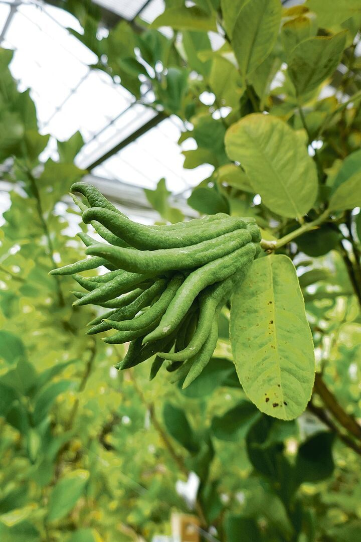 Buddhas Hand: Ihr blumiger, parfumähnlicher Duft macht die Früchte zu einem Raum- oder Schrankduft.
