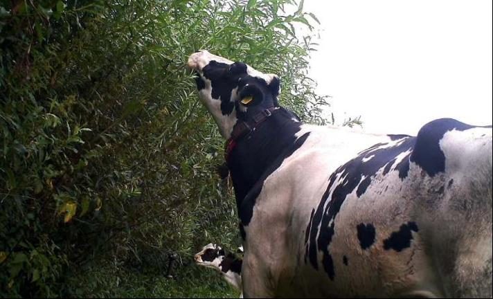 Laub und Blätter können mehr sein, als eine zufällige Beilage auf der Weide
