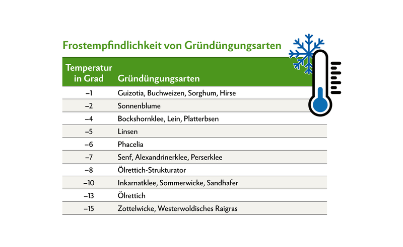 Arten wie Guizotia und Buchweizen frieren sofort ab. Arten wie Wicke und Ölrettich brauchen deutlich tiefere Minustemperaturen. Grundsätzlich gilt, je grösser die Pflanze in den Winter geht, desto besser friert sie ab.