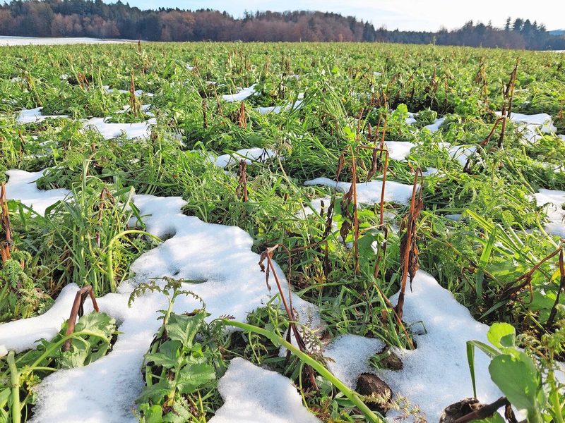Die Guizotia (braune Stängel) ist nach dem ersten Schneefall bereits abgefroren. Für Phacelia und den Ölrettich war es noch zu wenig kalt.