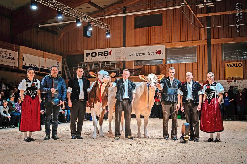 Miss Swiss Fleckvieh: Van Gogh Ronja (l.), Adrian Hehlen; Miss Schöneuter: Haldi’s Lord Krokus, David Mani.