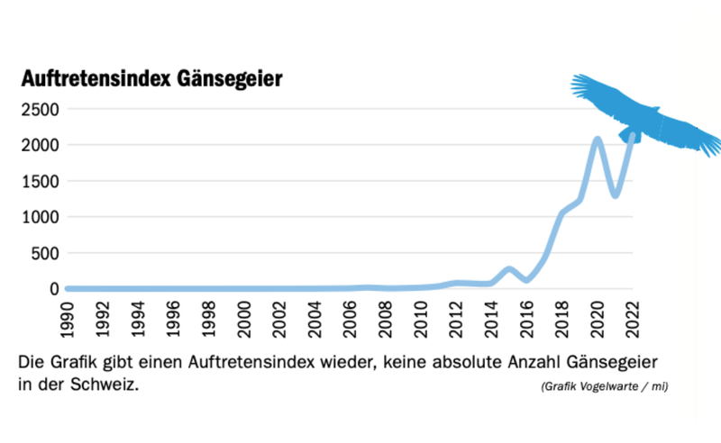 Ist der Gänsegeier Aasfresser oder Angreifer?
