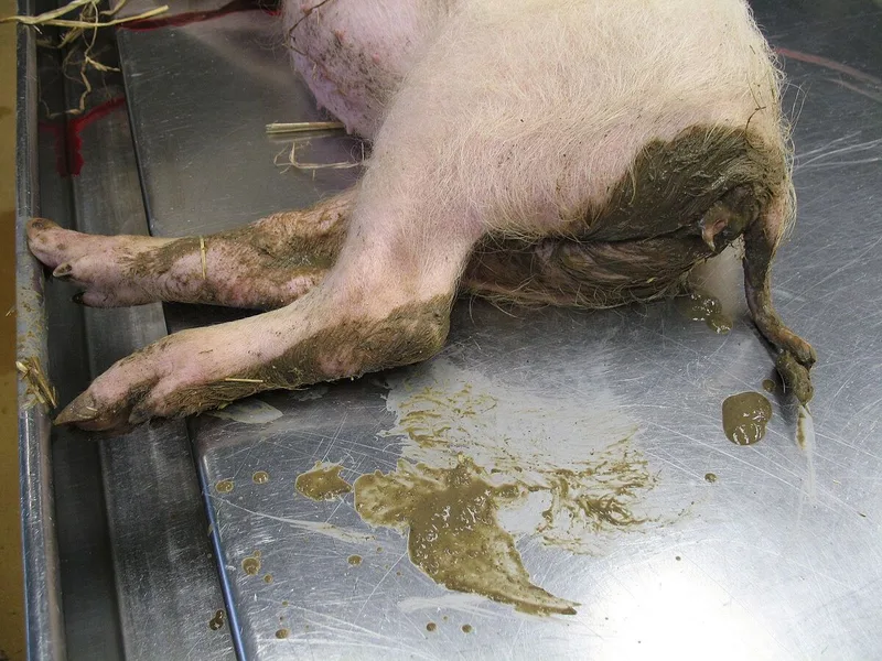 Ein Schwein liegt auf einem metallenen Tisch, sein After ist von Kot verschmiert