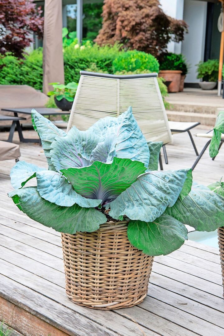 Kohl hat auch schmucke Seiten