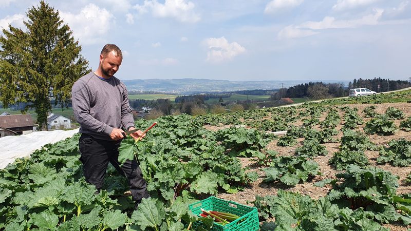Jetzt ist wieder Rhabarber-Saison
