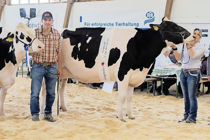 Die zehnjährige Jongleur-Kuh Dana wird Miss an der Zuger Expo