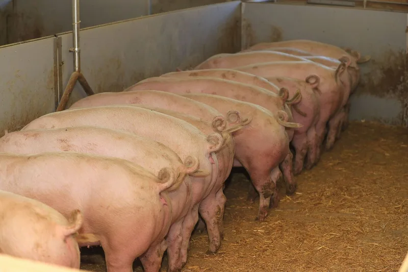 Viele Betriebe füttern in der Ausmastphase Durchmastfutter. Dieser Proteinüberschuss könnte eingespart werden.