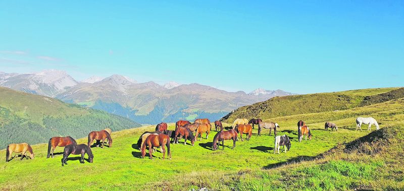 Petra Vinzens-Adank ist auf dem Berg daheim: «Im Schlafzimmer höre ich die Hirsche das Gras abrupfen»