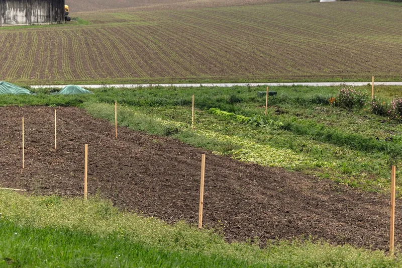 Im Gemüsefeld (siehe links auf der Karte) verlaufen die Keylines ziemlich kurvig, weil die Höhenlinien auch so verlaufen. Auf dem Bild sieht die Parzelle ziemlich flach aus. In Wirklichkeit besteht leichte Erhöhung, wobei Strassenwasser in die Parzelle läuft.