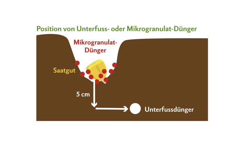 Das Mikrogranulat wird punktgenau zum Saatkorn abgelegt und versorgt dieses während der Keimphase mit Nährstoffen. Der Unterfussdünger hingegen wird mit Abstand platziert, damit der Mais die Nährstoffe über die Wurzeln aufnehmen kann.