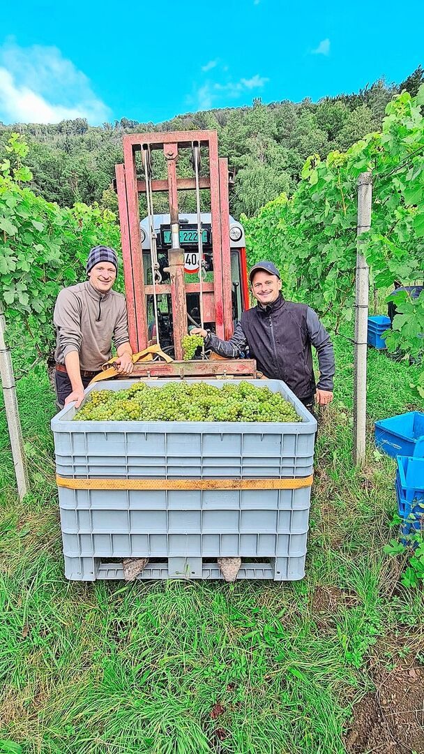 Matthias (links) und Samuel Schwarz bei der Ernte ihrer Riesling-Silvaner-Trauben. Weinbau ist viel Handarbeit.