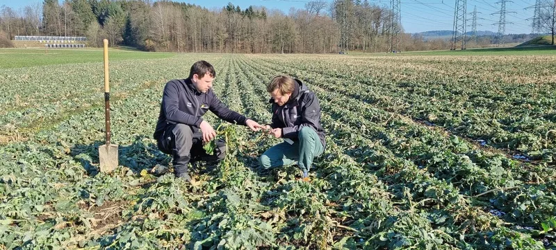Serge Braun (links) und Martin Bertschi (rechts) empfehlen, beim Raps je nach Bestandesentwicklung die Düngung anzupassen.